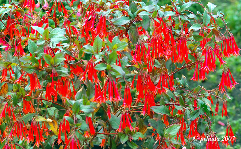 Ein Spalier voller langstieliger, roter Fuchsienblüten, 3. von 20 Themenbildern