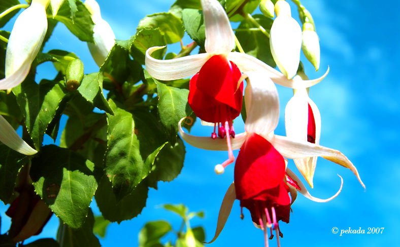 rot-weiße Fuchsienblüten vor blauem Himmel, 4. von 20 Themenbildern