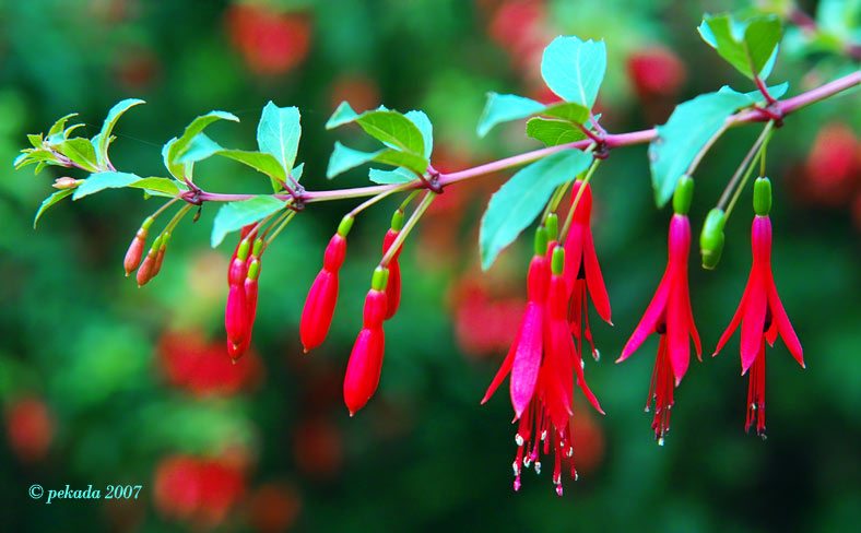 Ein Zweig voller roter Fuchsien von der Knospe bis zur Blüte, 19. von 20 Themenbildern