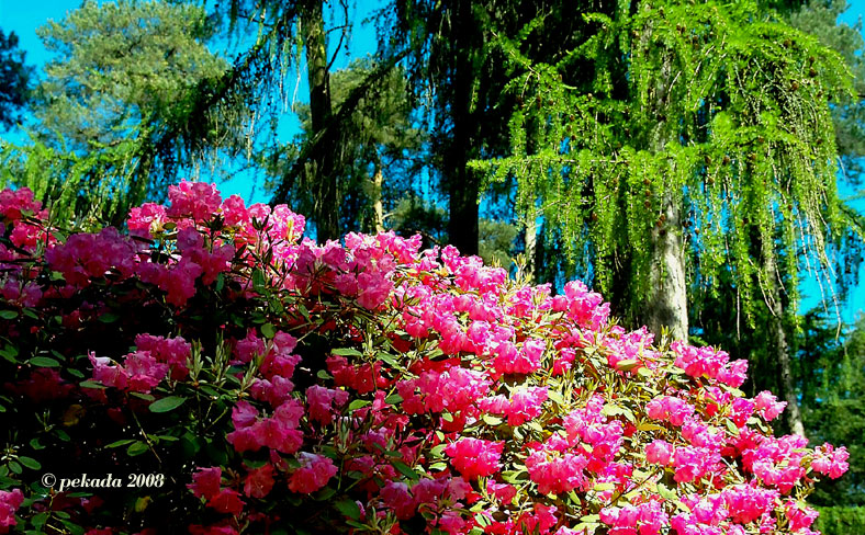 Rhododendronbusch im Kiefernwald, 2. von 20 Themenbildern