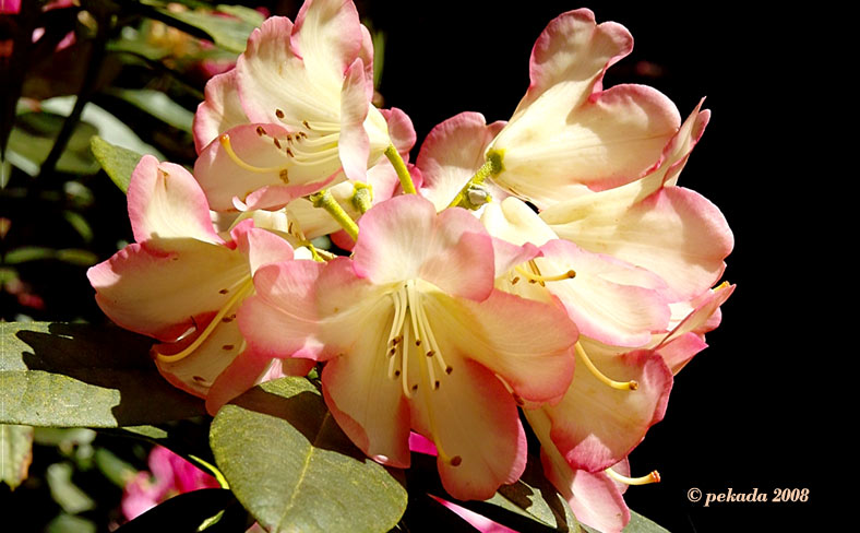 Zart rosa Rhodendronblüte, 3. von 20 Themenbildern