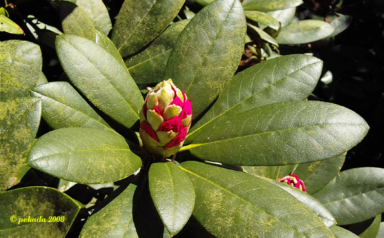 Rot-Beige Rhododendron-Knospe, 4. von 20 Themenbildern
