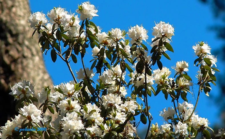 Schneeweiße Rhododendronblüten vor blauem Himmel, 7. von 20 Themenbildern