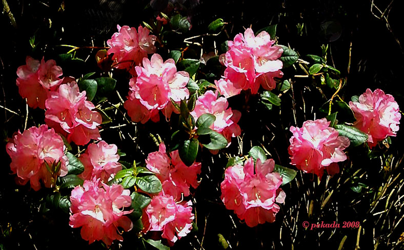 Eine Gruppe roter Rhododendronblüten, 9. von 20 Themenbildern