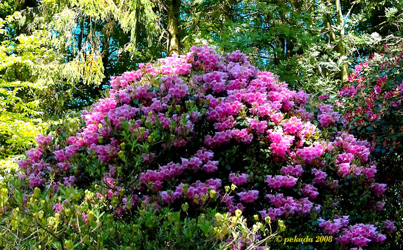 Rotblühender Rhododendronbusch, 10. von 20 Themenbildern
