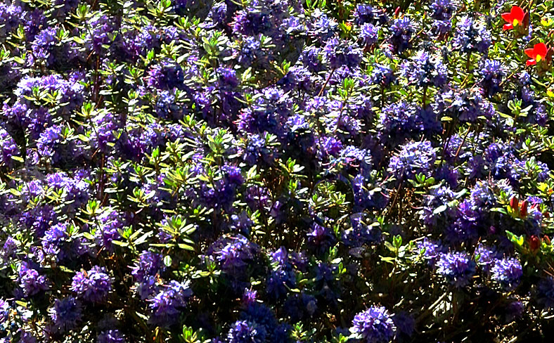 Rhododendrongruppe blaufarbig, 13. von 20 Themenbildern