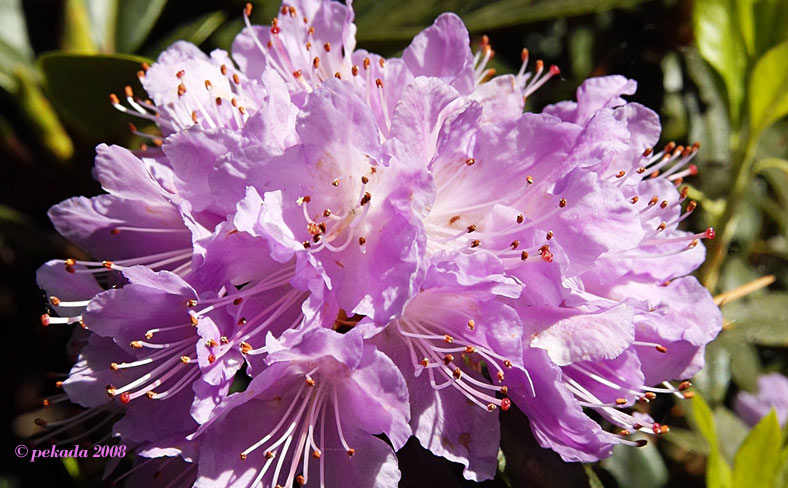 Nahaufnahme einer violettfarbenen Rhododendronblüte,14. von 20 Themenbildern