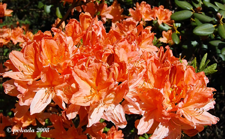 Lachsfarbene Rhododendronblüten, 15. von 20 Themenbildern