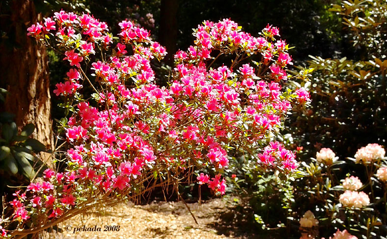 Rotblühende Rhododendrongruppe im Kiefernwald, 16. von 20 Themenbildern