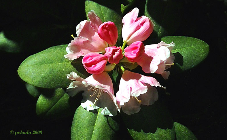 Aufgehende rosafarbene Rhododendronblüte,17. von 20 Themenbildern