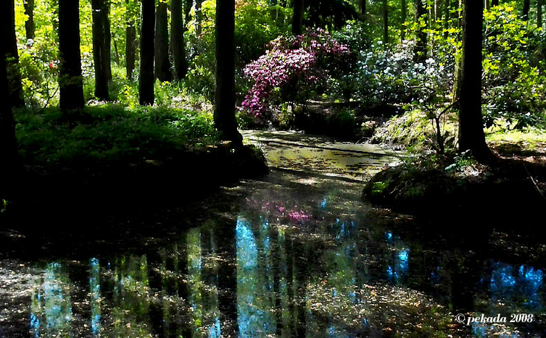 Blick in den Rhododendronwald mit kleinem Gewässer, 18. von 20 Themenbildern