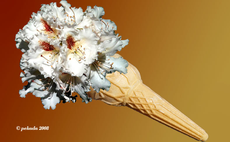 Fotomontage Eisbecher mit Rhodendronblüte, letztes von 20 Themenbildern